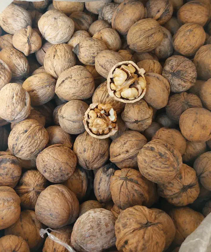 گردوی پرچرب تویسرکان تازه و اعلا|خوردنی و آشامیدنی|تهران, امیریه|دیوار