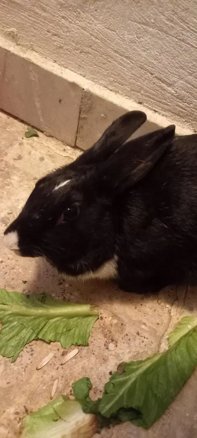 خرگوش|موش و خرگوش|سنندج, |دیوار