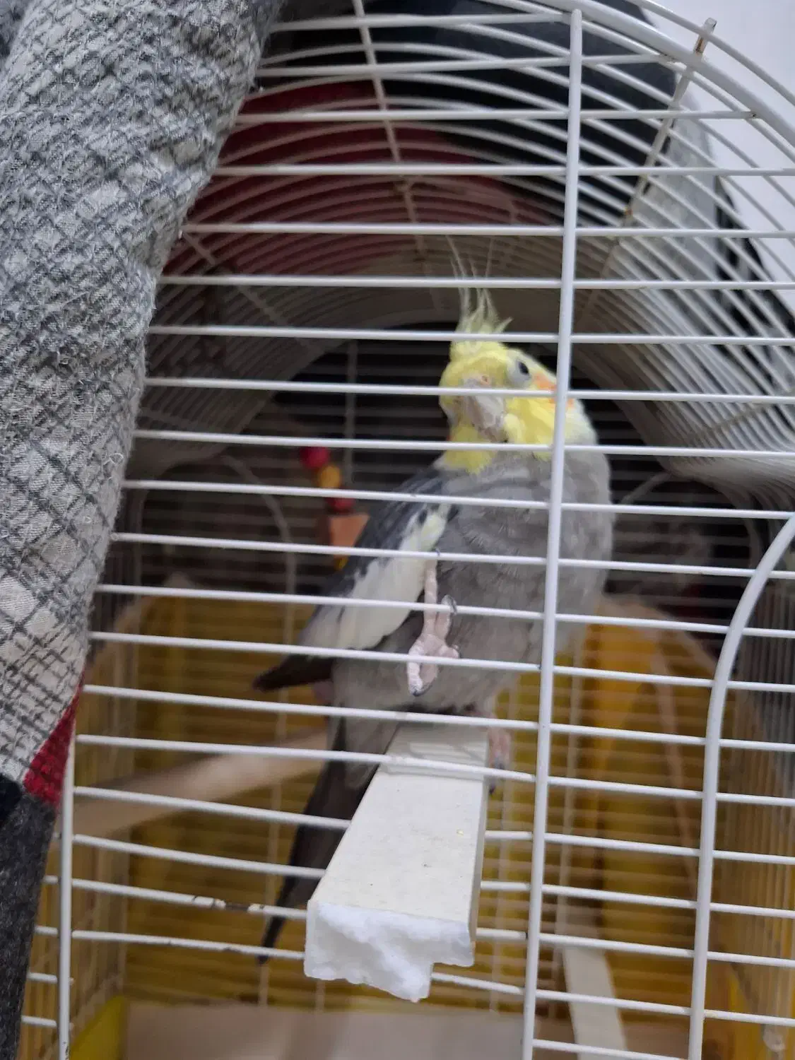 عروس نر سالم با قفس ۱ تومن|پرنده|رشت, نیکمرام|دیوار