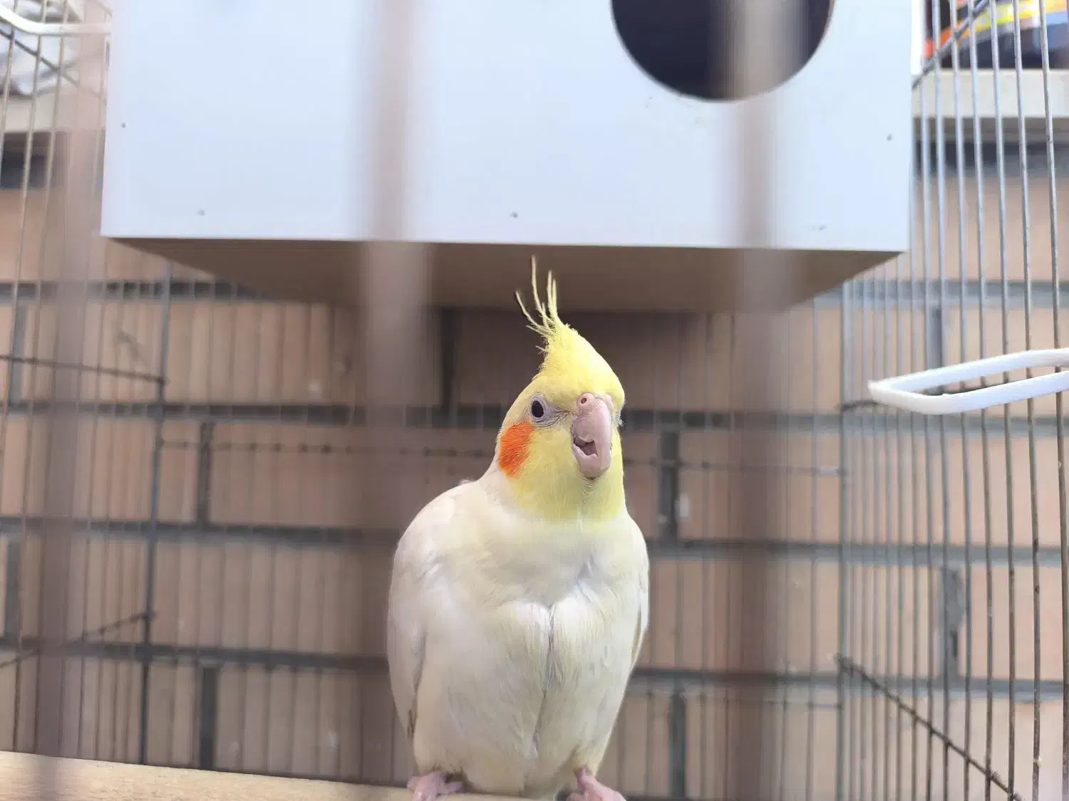 عروس هلندی نر وسه عدد جوجه|پرنده|شاهین‌شهر, خبرنگار|دیوار