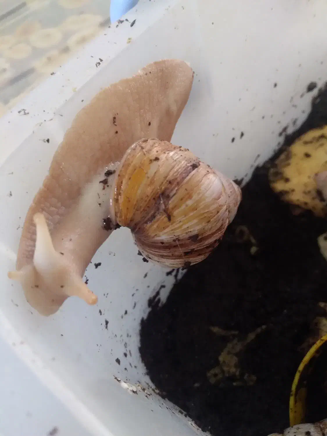 حلزون|خزنده|خمینی‌شهر, |دیوار