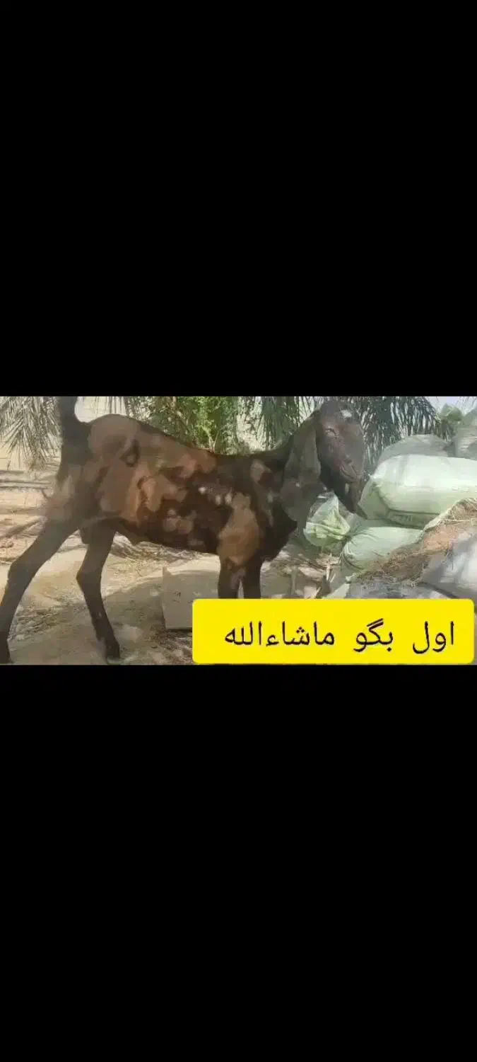 نریز پنجاب درجه یک|حیوانات مزرعه|هیدوچ, |دیوار