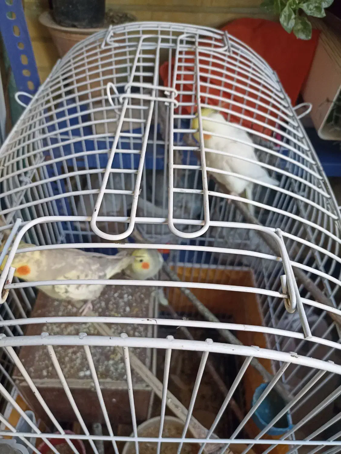 عروس هلندی|پرنده|اصفهان, مفتح|دیوار