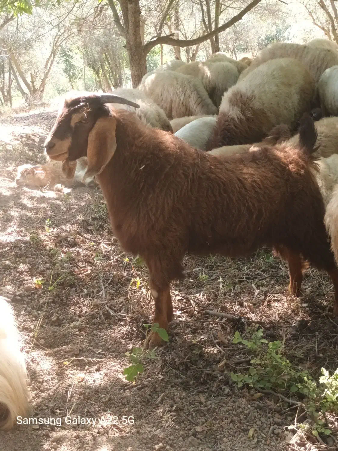 فروش بز محلی|حیوانات مزرعه|توتکابن, |دیوار