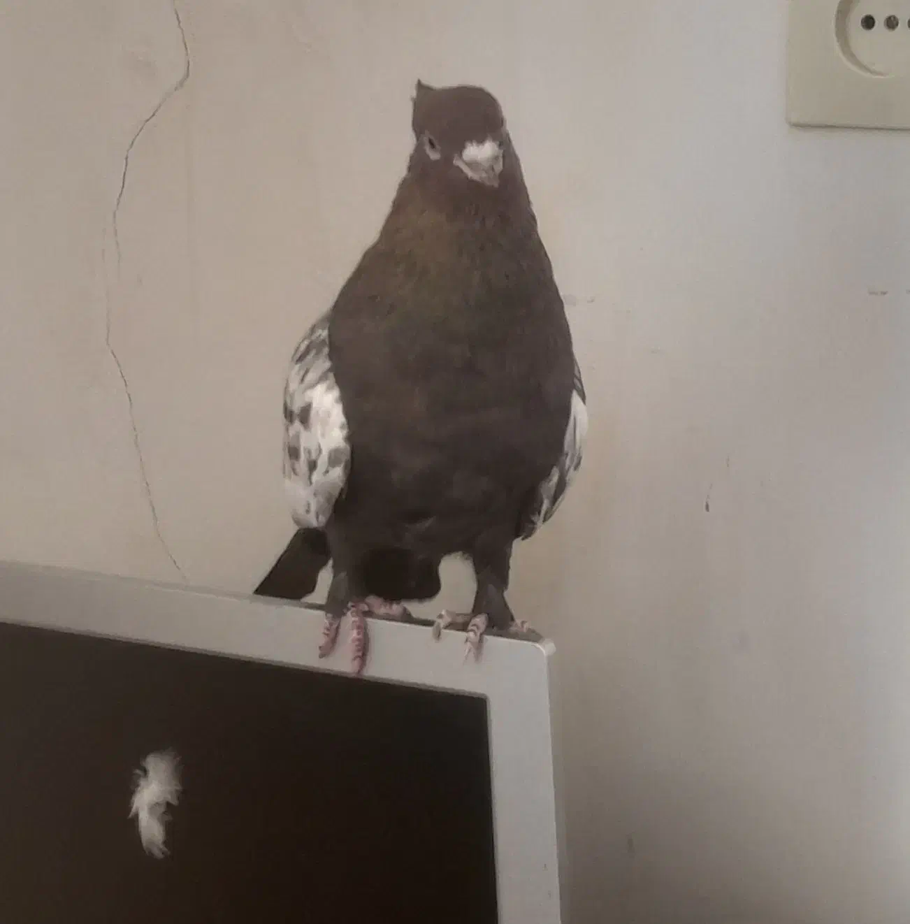 کبوتر|پرنده|شاهرود, |دیوار