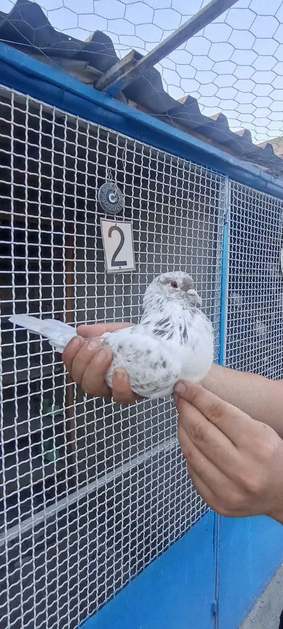 کبوتر شمرون|پرنده|فشم, |دیوار