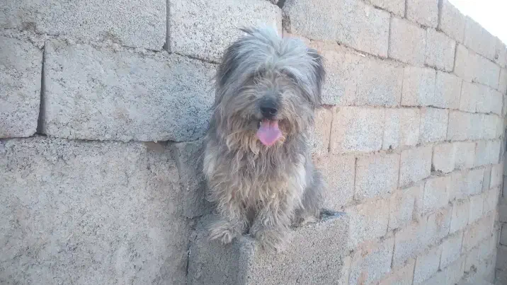 سگ شتیز|سگ|بیرجند, |دیوار