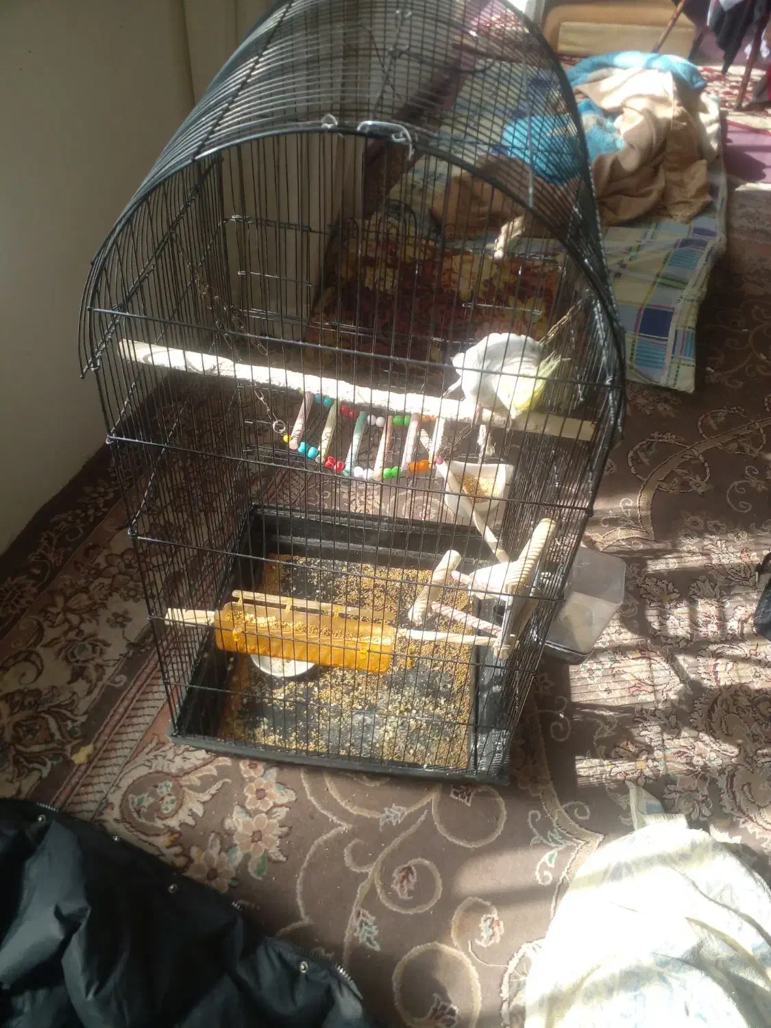 عروس هلندی|پرنده|مشهد, محمدآباد|دیوار