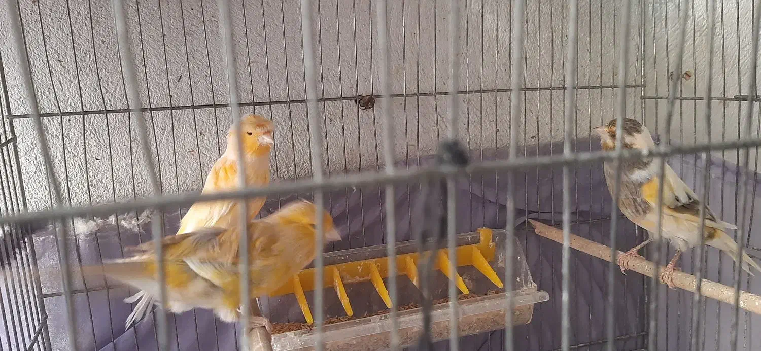 قناری|پرنده|ری, علایین|دیوار