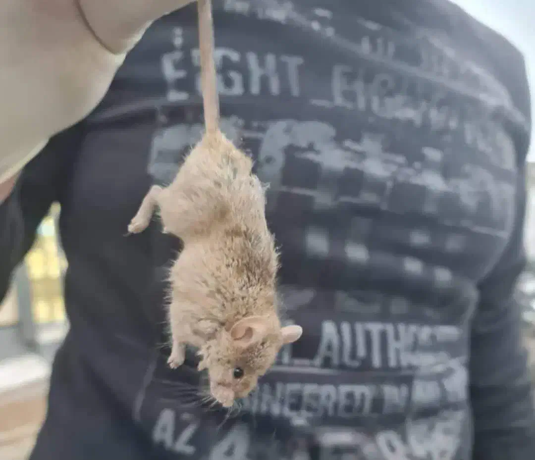 سمپاشی موریانه، سمپاشی سوسک،سمپاشی موش سم پاشی ساس|خدمات نظافت|اصفهان, احمدآباد|دیوار