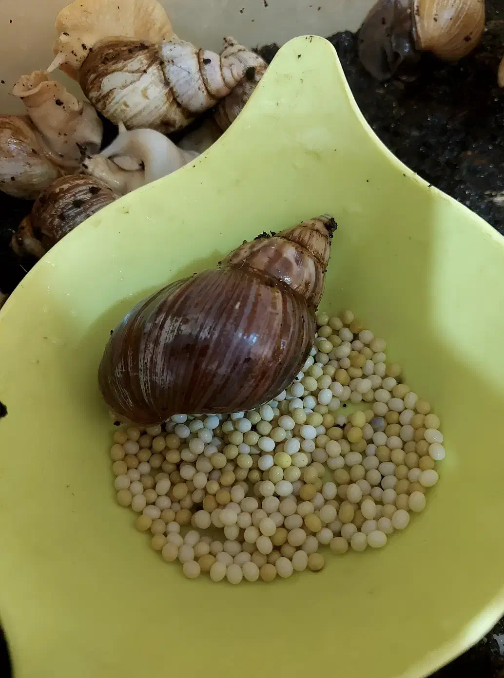 حلزون آچاتینا|خزنده|کرمان, |دیوار