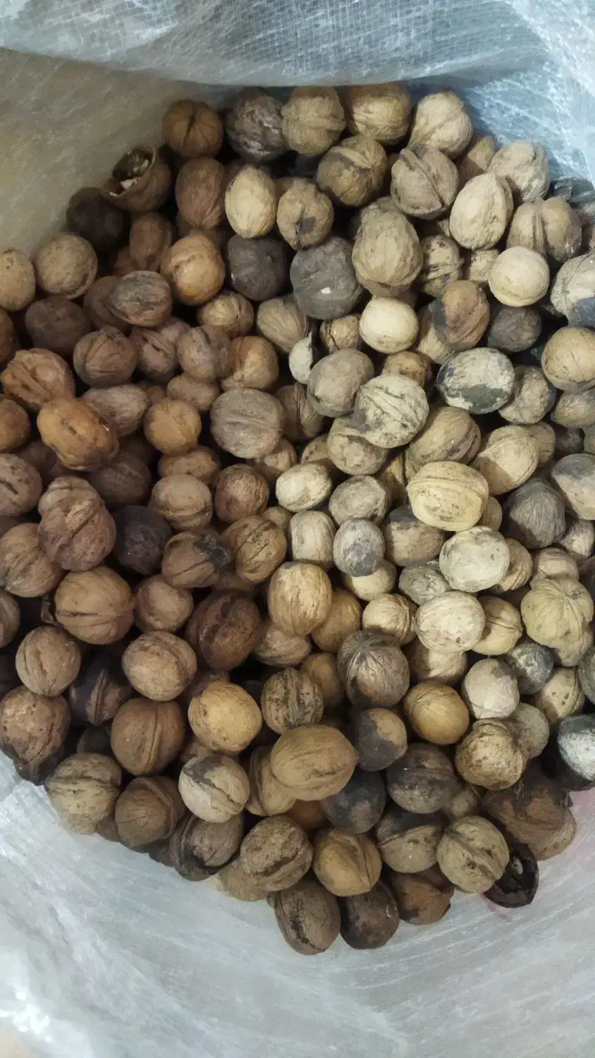 گردو|عمده‌فروشی|مشهد, منزل آباد|دیوار