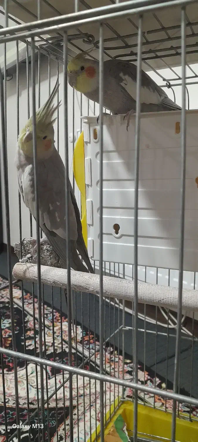 یک جفت عروس هلندی سخنگو|پرنده|بهار, |دیوار