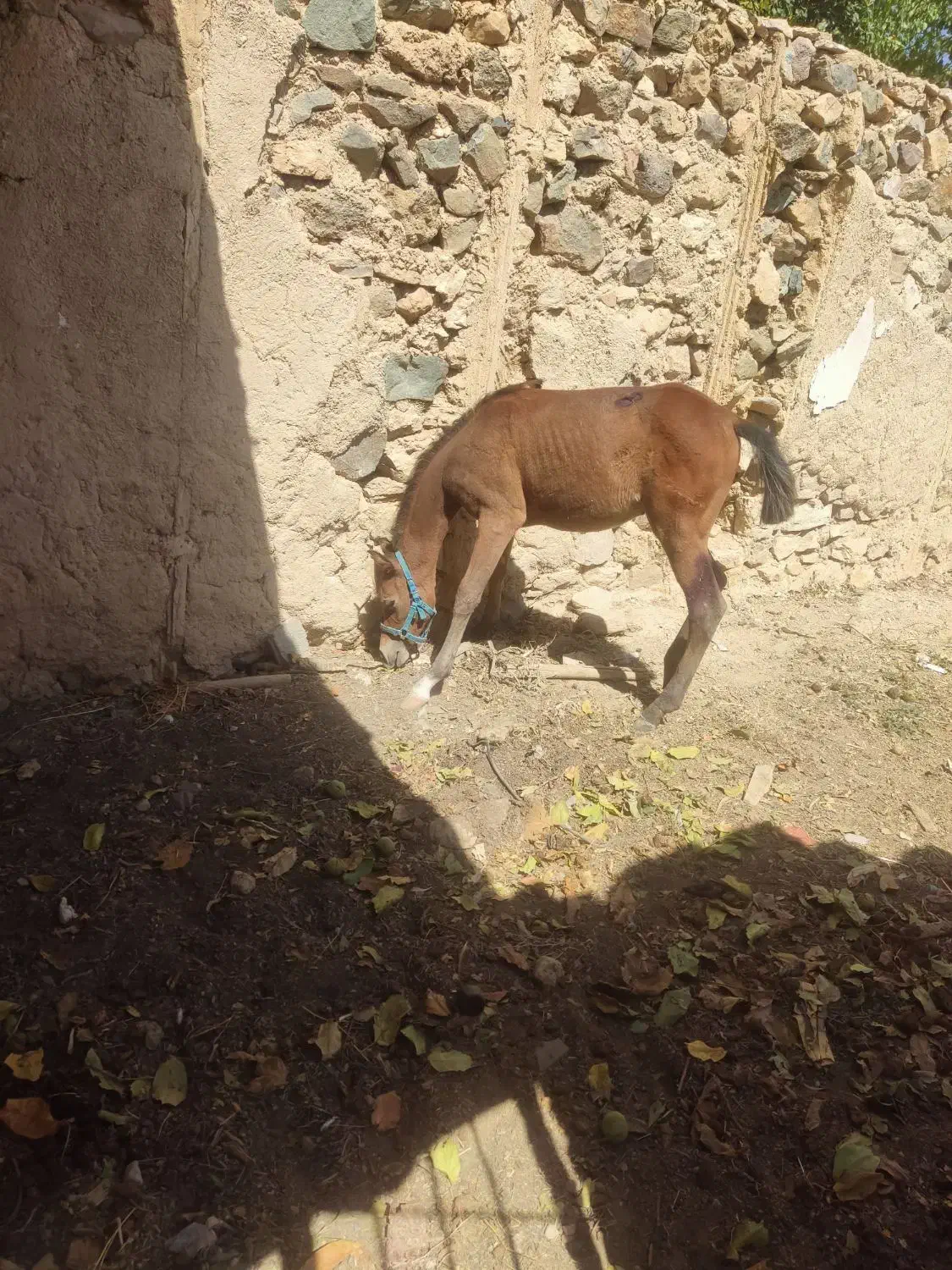 فروش کره ماده دوسر عرب پنج ماه|اسب و تجهیزات اسبسواری|سپیدان, |دیوار