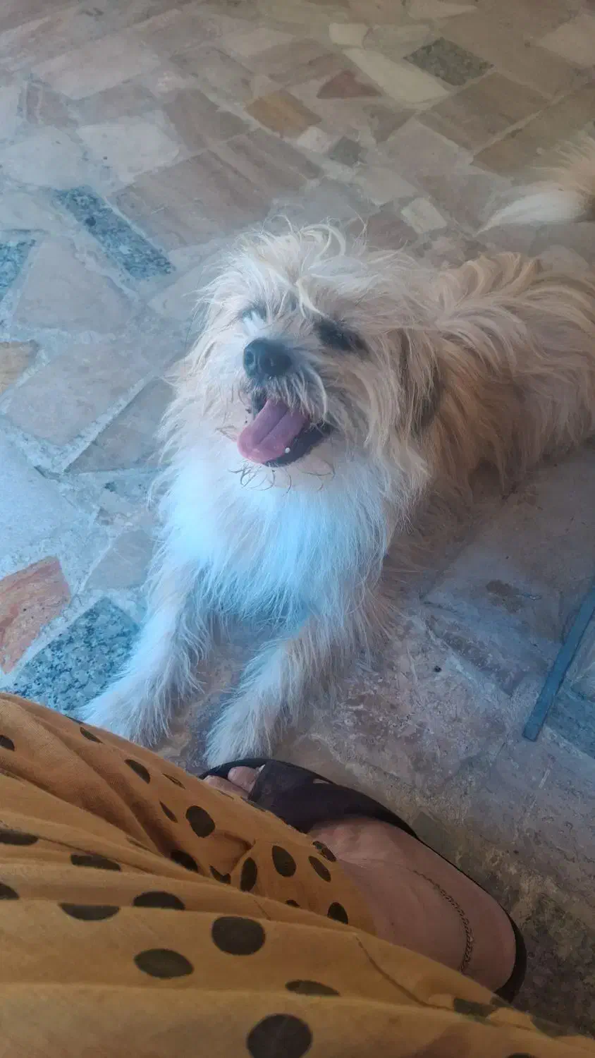 سگ شیتزو یکساله|سگ|رامسر, |دیوار