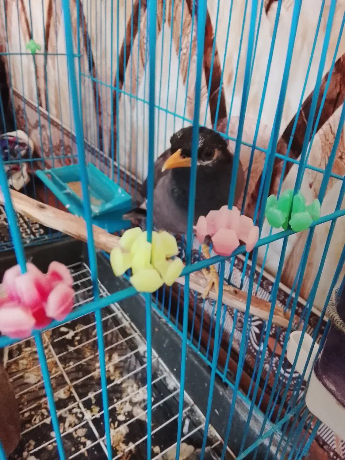 مرغ مینا فروشی سخنگو|پرنده|فاضل آباد, |دیوار