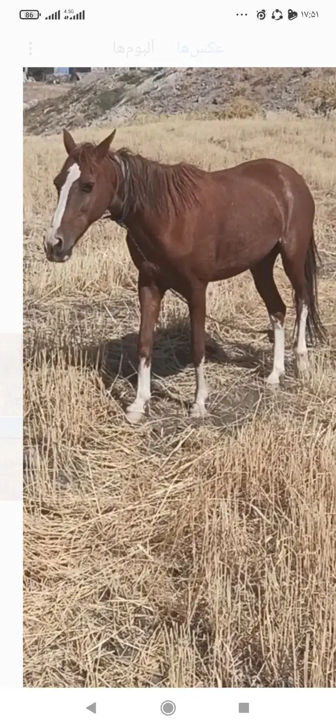 مادیان 5ساله|اسب و تجهیزات اسبسواری|کامیاران, |دیوار