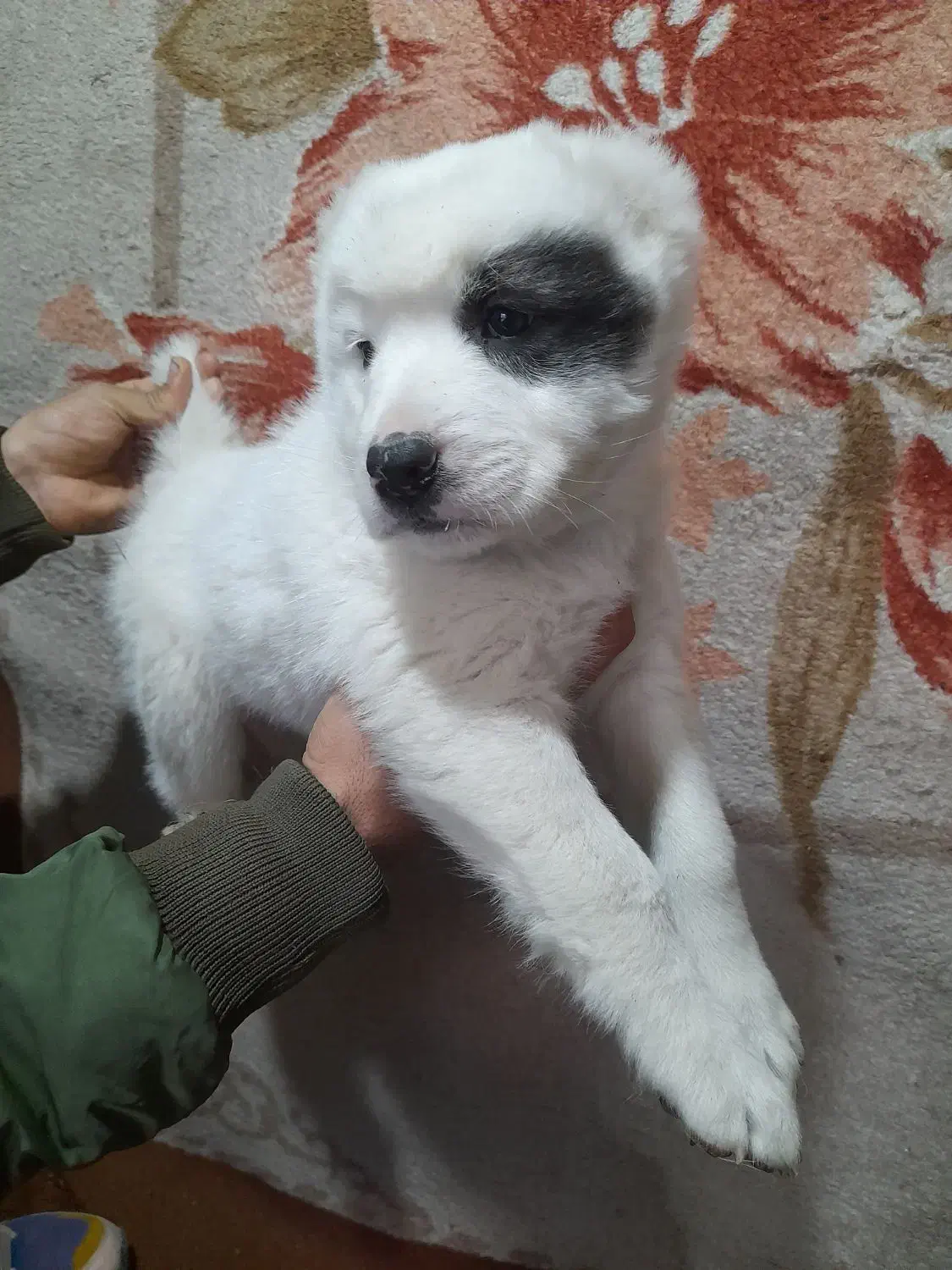 الابای نر و ماده|سگ|سیمین شهر, |دیوار