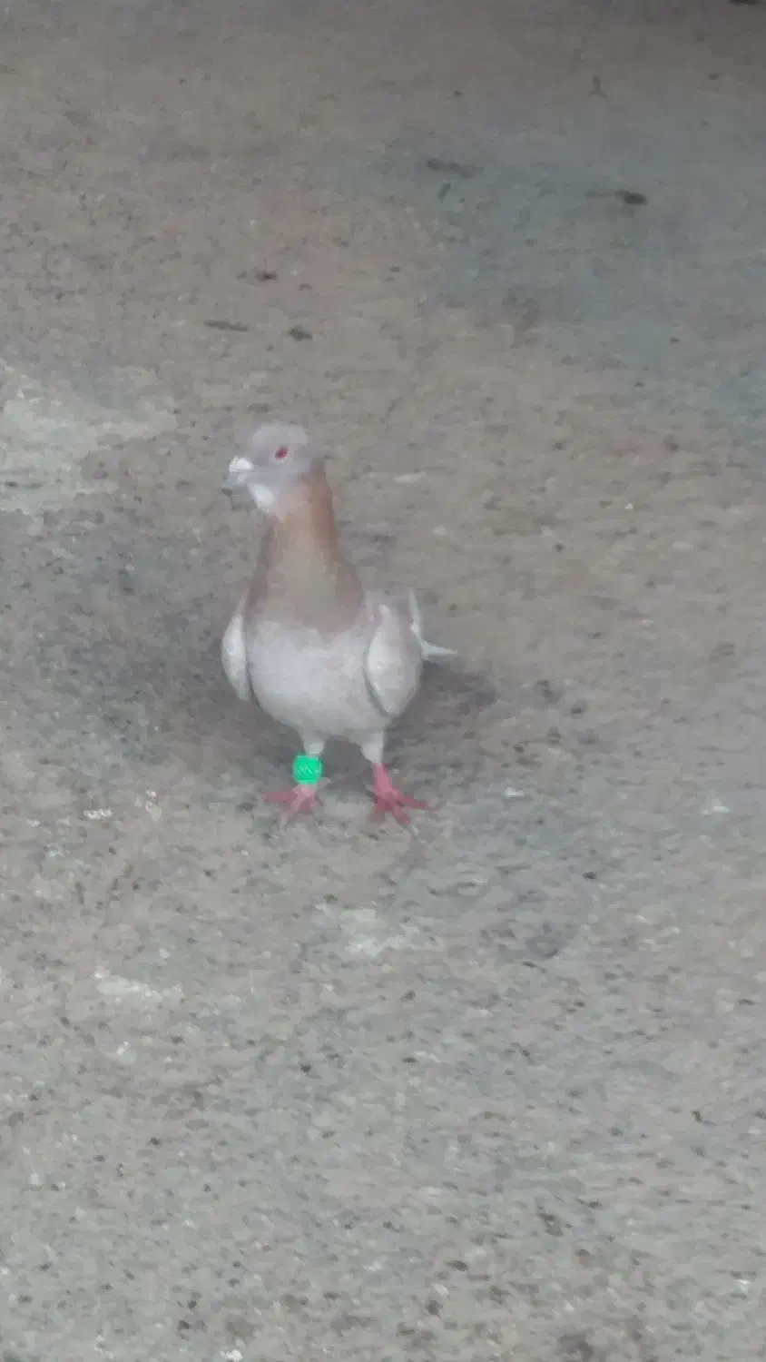 کبوتر دورگ|پرنده|بندر امام خمینی, |دیوار