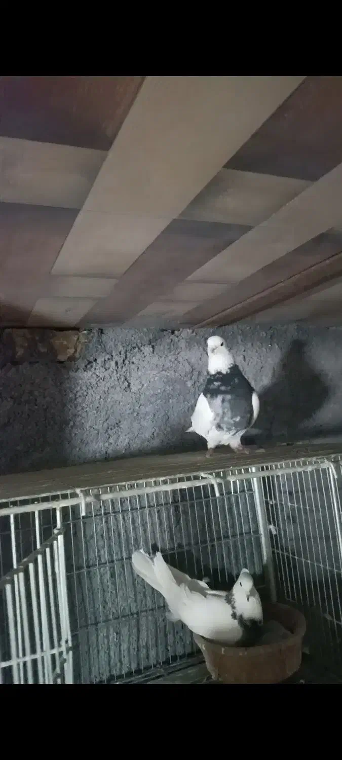 طوقی نر دورنگ|پرنده|باغ بهادران, |دیوار