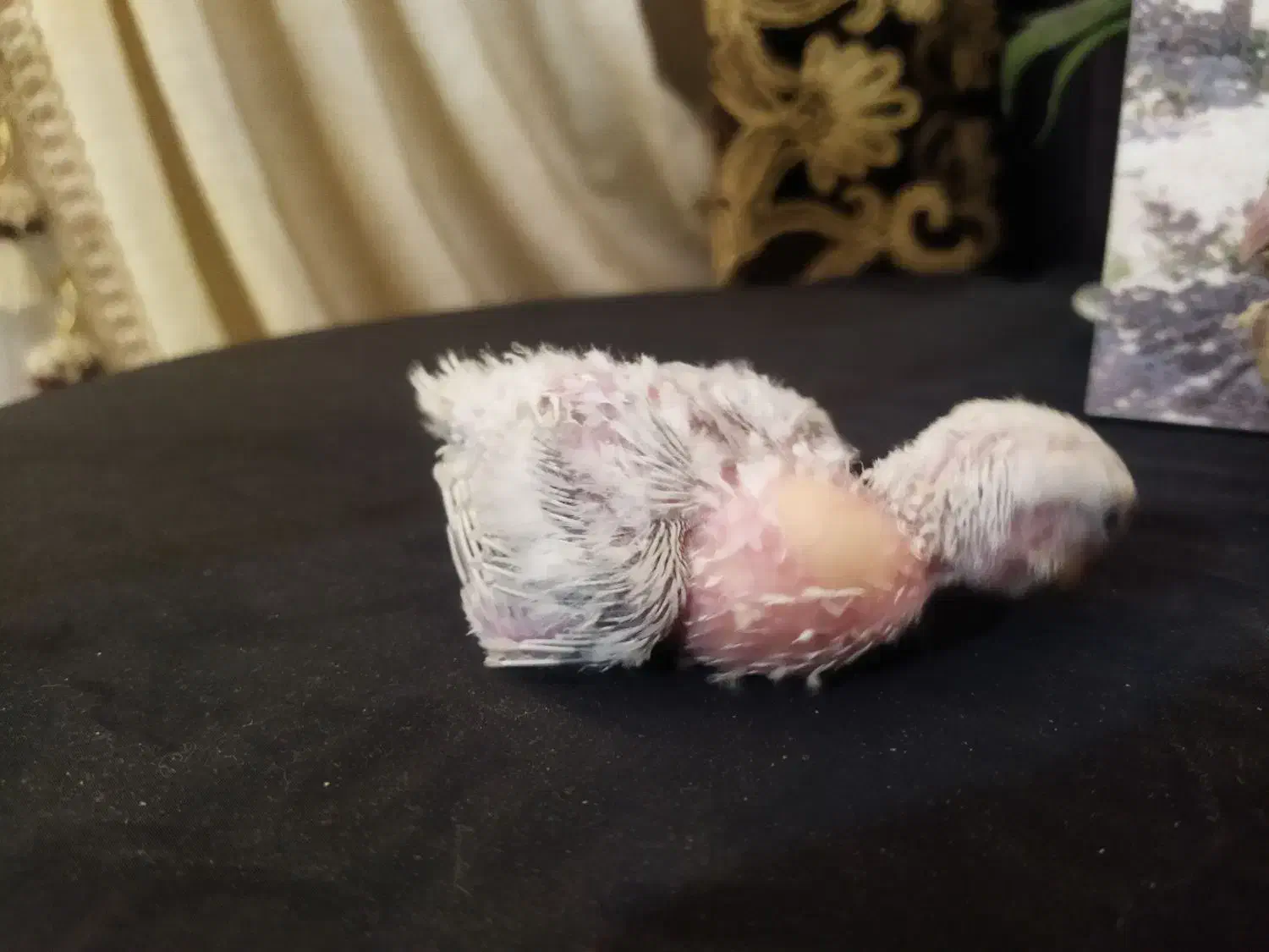 بچه کرینچیگ و برزیلی|پرنده|شاهرود, |دیوار