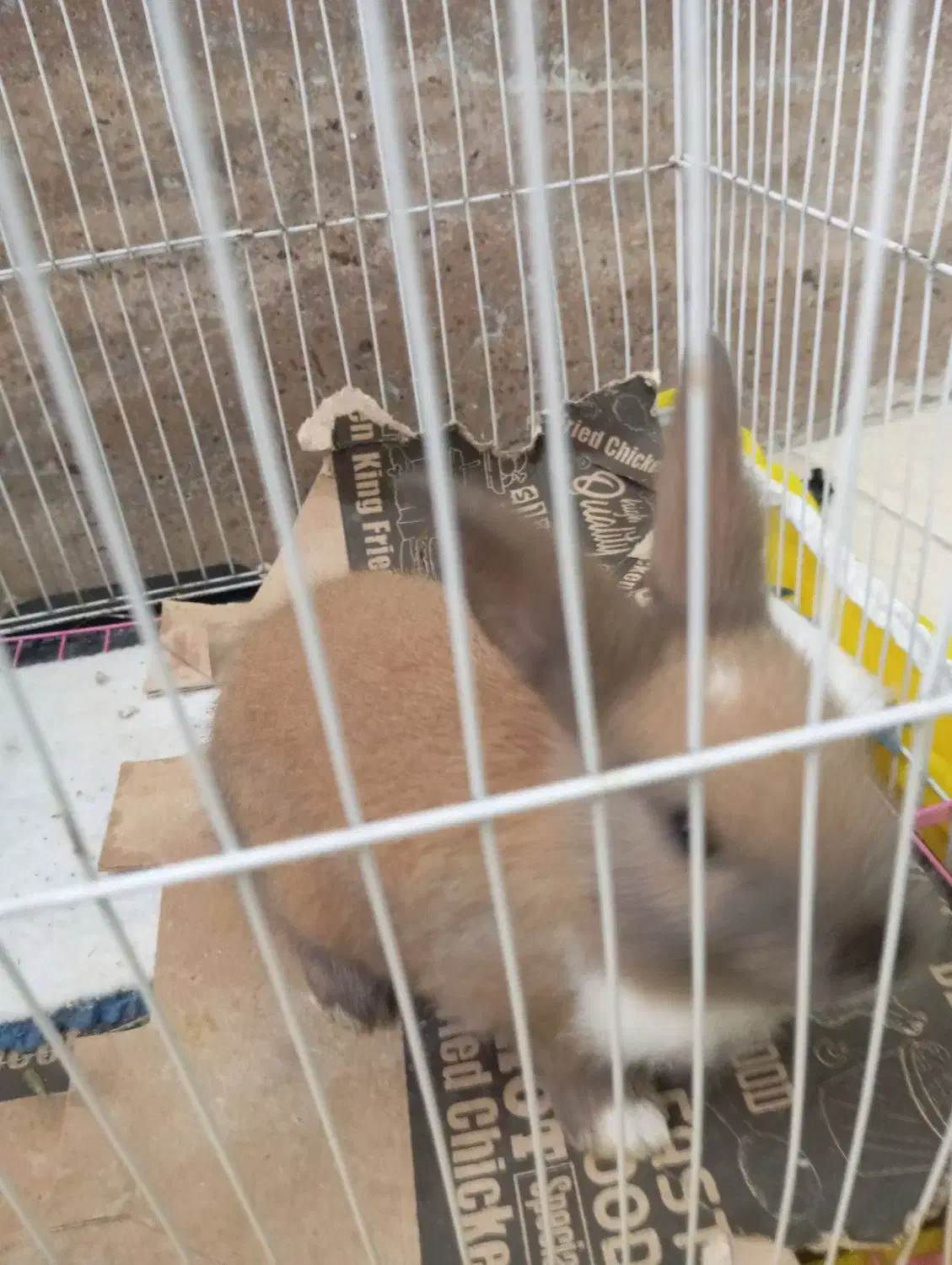 خرگوش مینیاتوری|موش و خرگوش|بندر ماهشهر, |دیوار