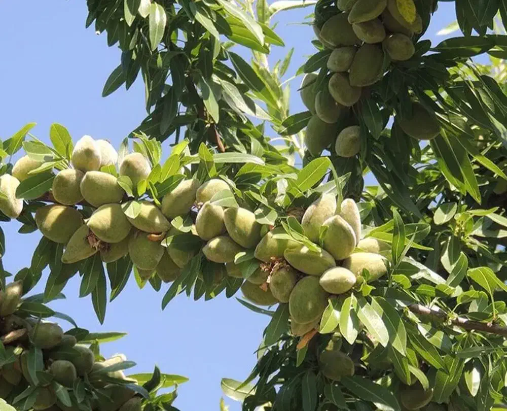 نهال بادام مامایی|خدمات باغبانی و درختکاری|شهرکرد, |دیوار