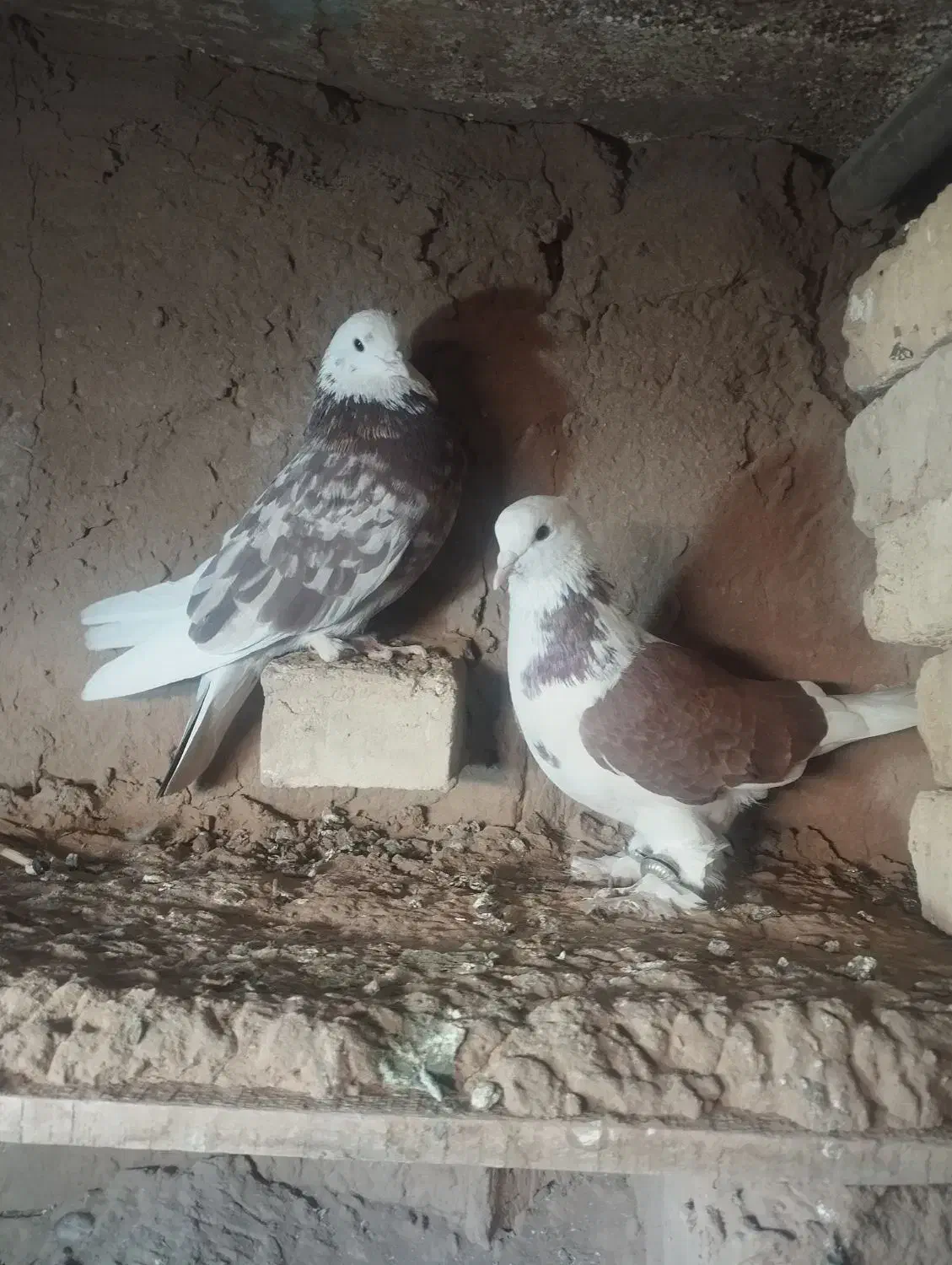 تله تور کبوتر با یه جفت کبوتر به فروش میرسد|پرنده|تهران, مسعودیه|دیوار