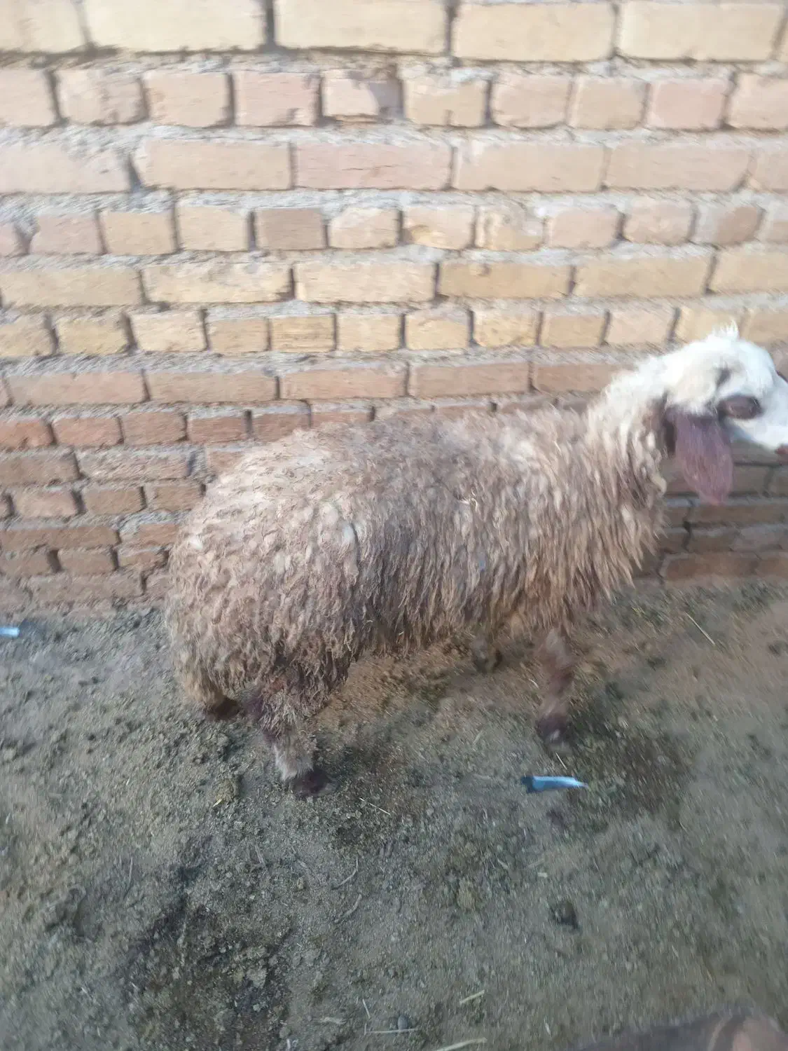بره ماده|حیوانات مزرعه|گیان, |دیوار