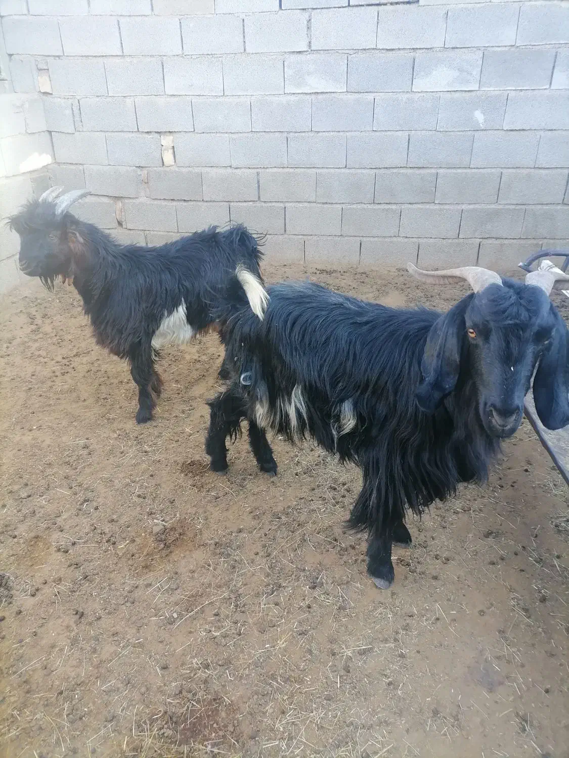 بزوکهره|حیوانات مزرعه|کوهنجان, |دیوار