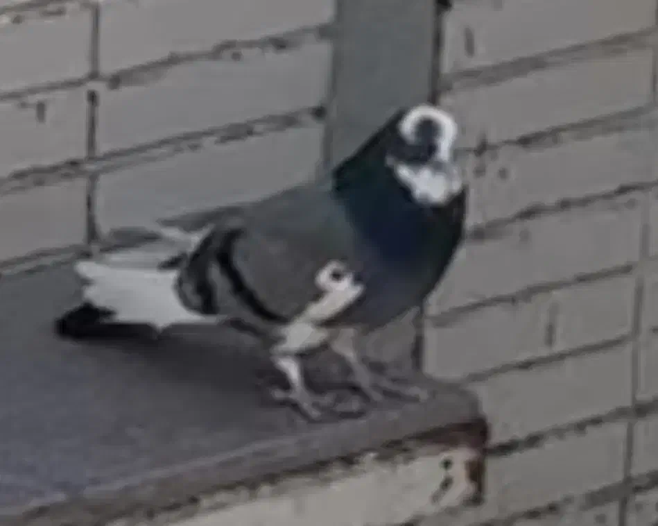 دوتا کفتر|حیوانات|یزد, |دیوار