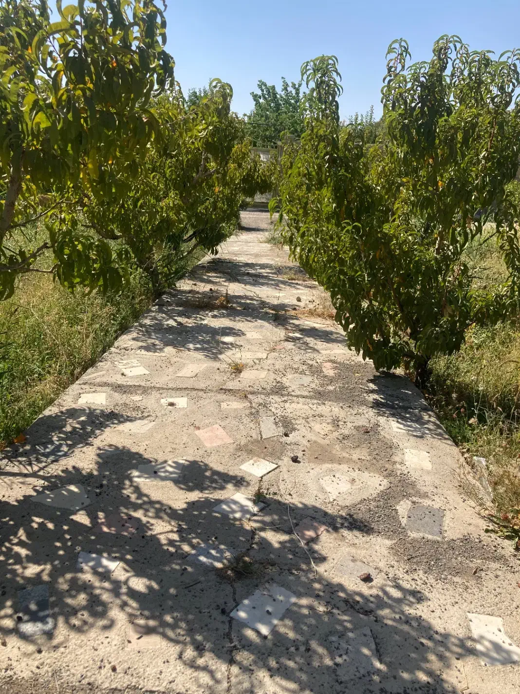 زمین باغ|فروش زمین و ملک کلنگی|شبستر, |دیوار