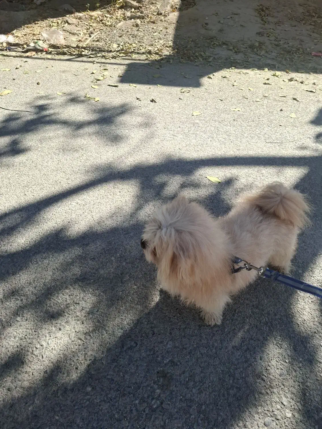 سگ نر|سگ|کرمانشاه, |دیوار