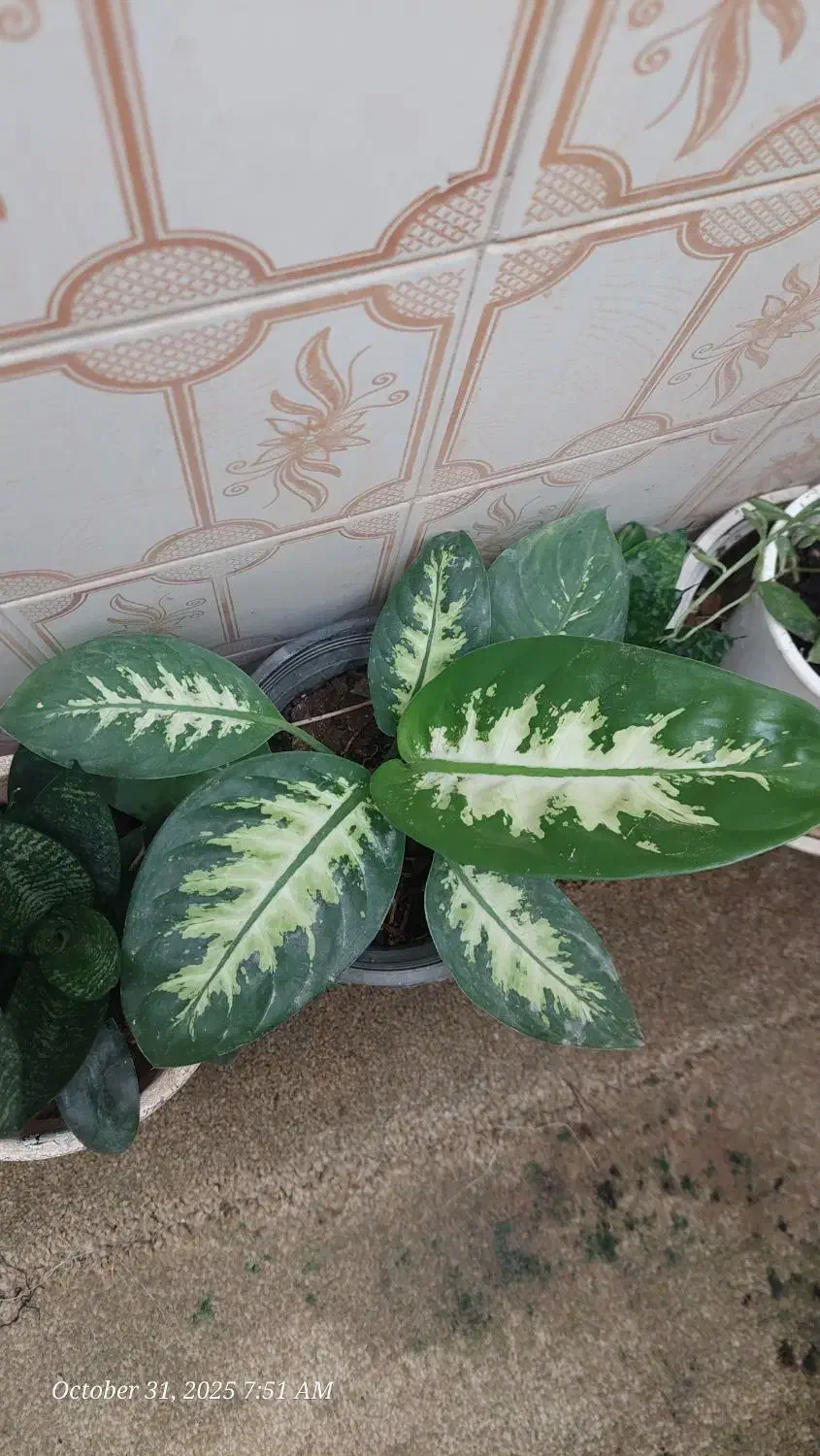 گل دیفن باخیا|گل و گیاه طبیعی|شیراز, شهرک والفجر|دیوار