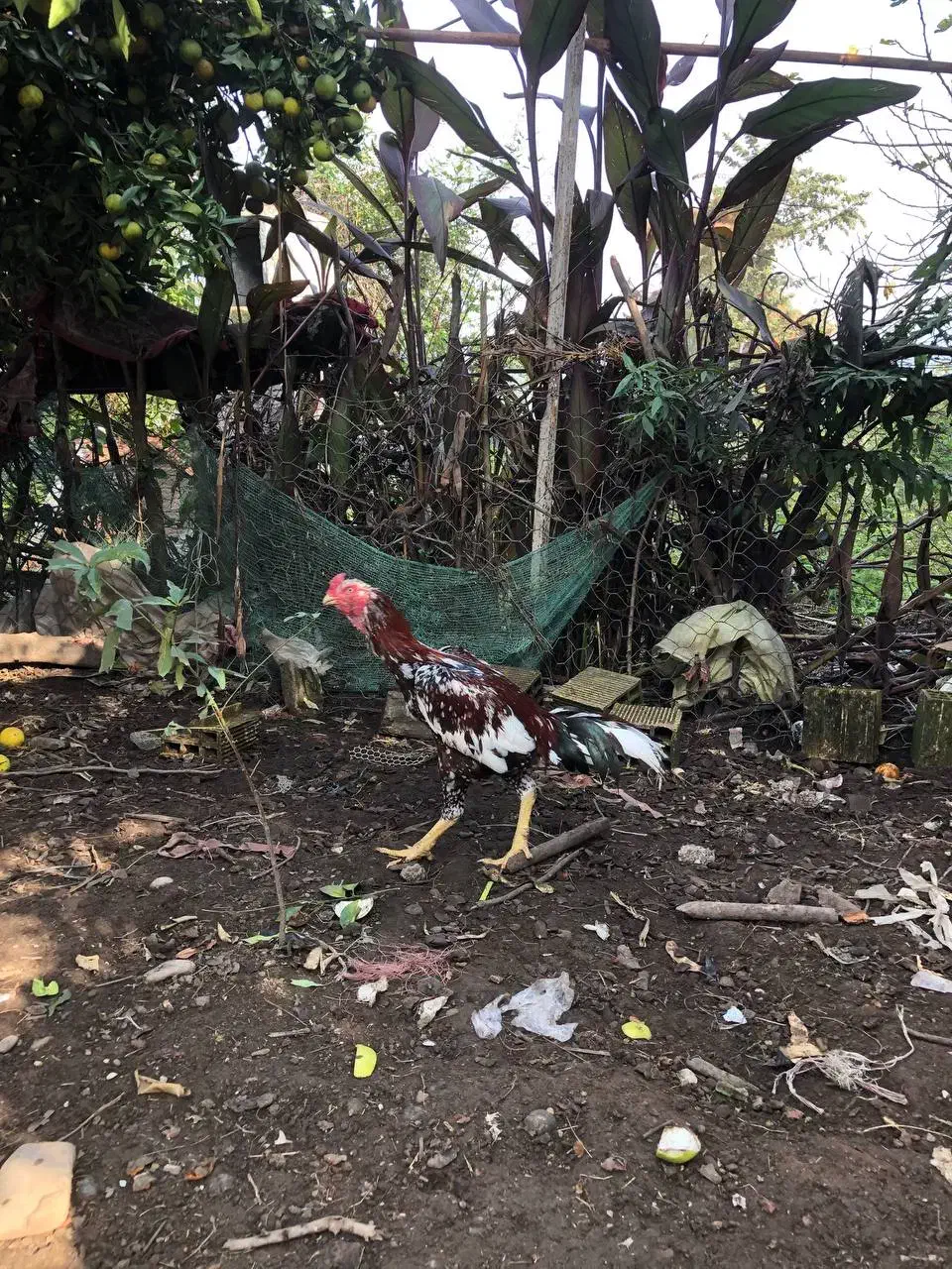 خروس لاری افغان|حیوانات مزرعه|سنگر, |دیوار