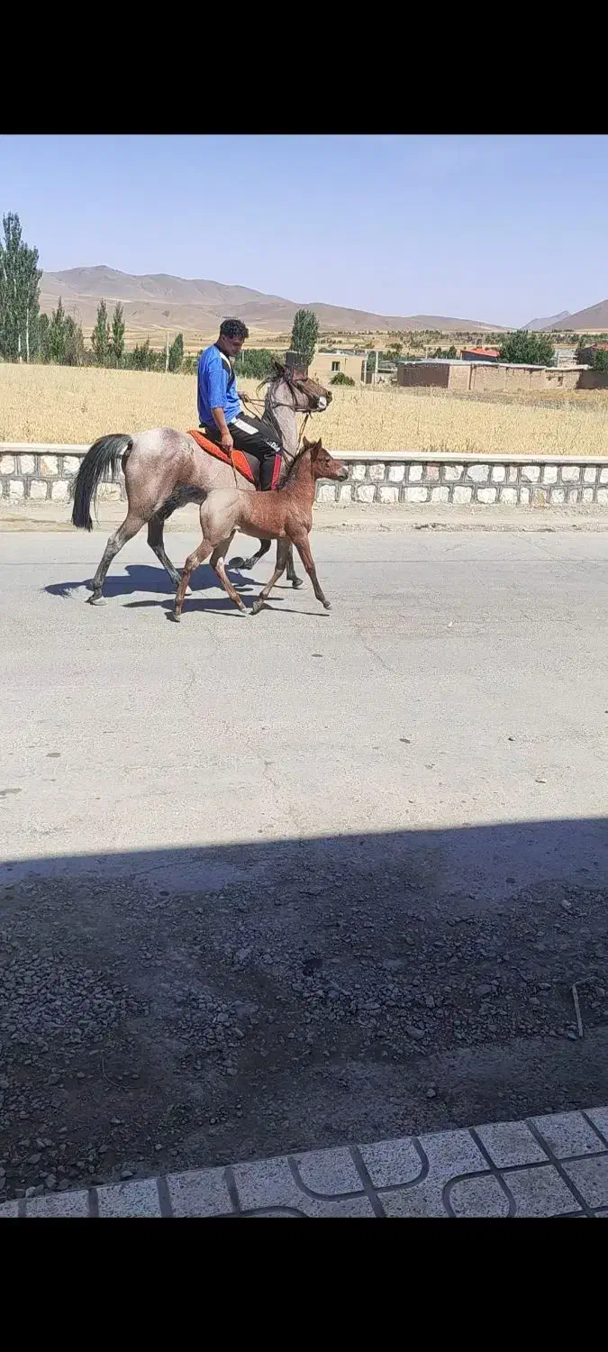 مادیان کرد با کره|اسب و تجهیزات اسبسواری|خمین, |دیوار