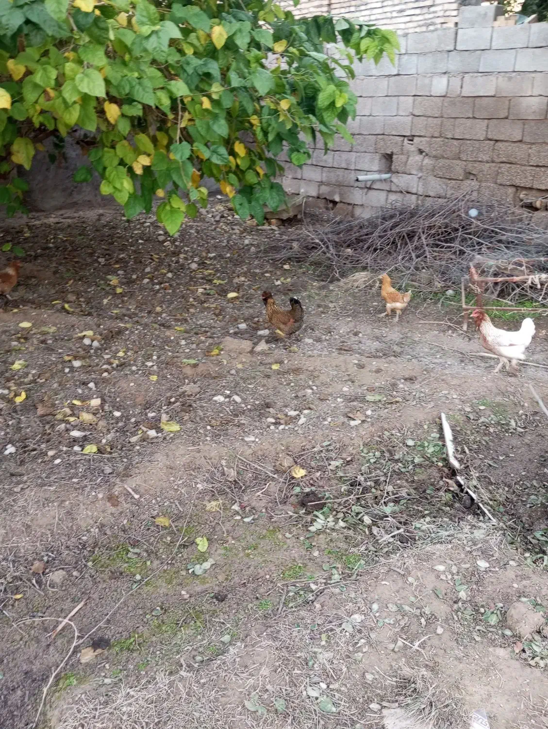 مرغ گلین تخم گذار|حیوانات مزرعه|گتوند, |دیوار