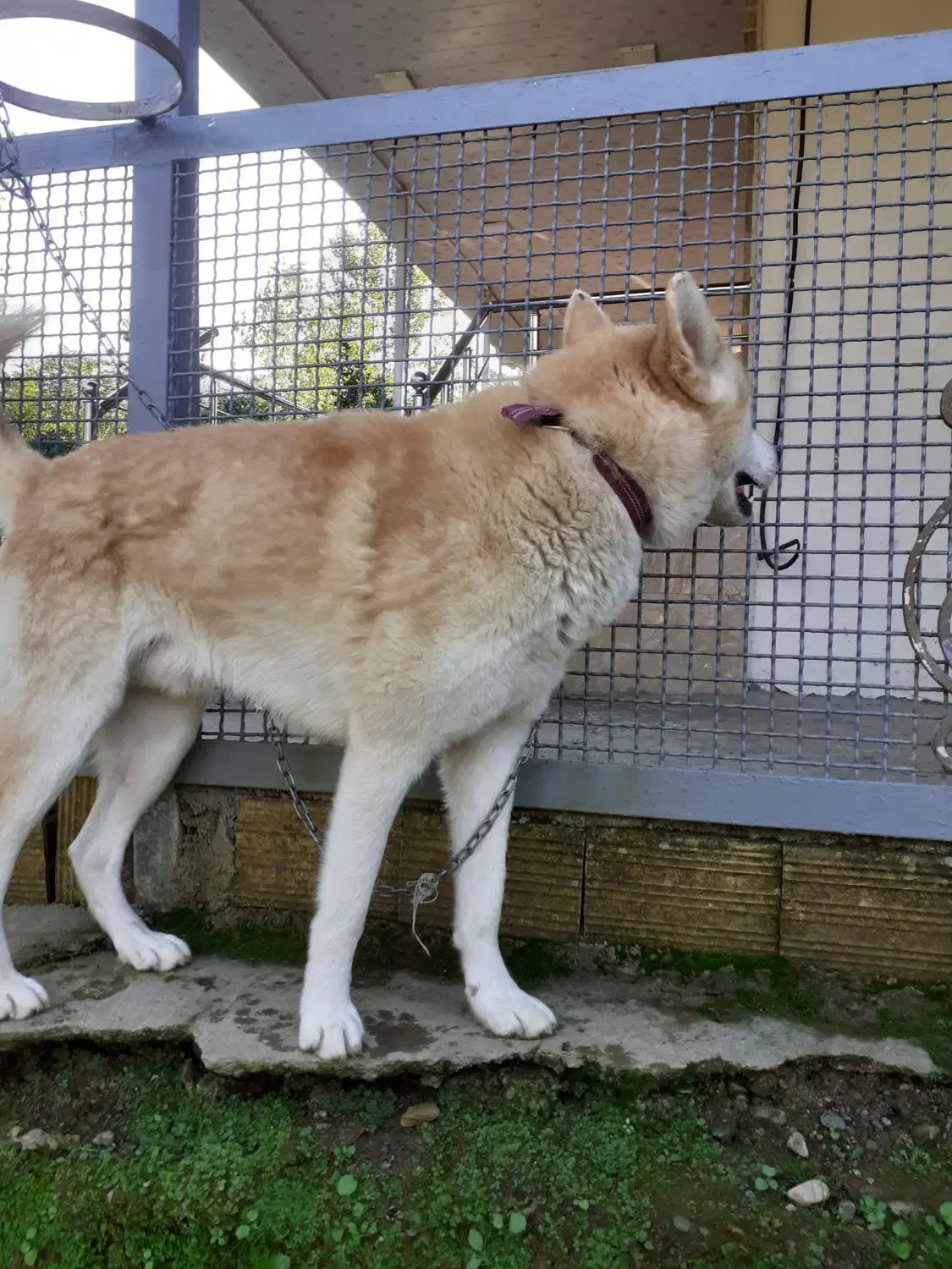 سگ هاسگی|سگ|شفت, |دیوار