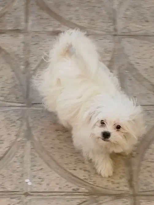 سگ اشپیتز|سگ|ابهر, |دیوار