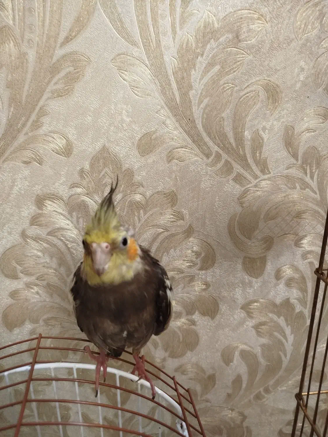 عروس هلندی|پرنده|خوی, |دیوار