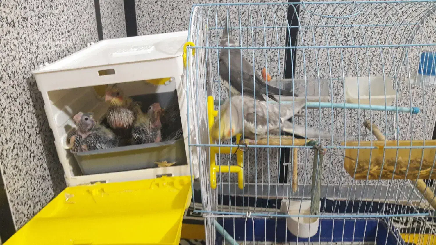 فروش عروس هلندی|پرنده|سنندج, |دیوار