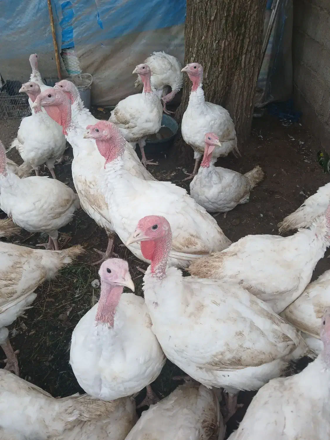 بوقلمون|حیوانات مزرعه|لنگرود, |دیوار