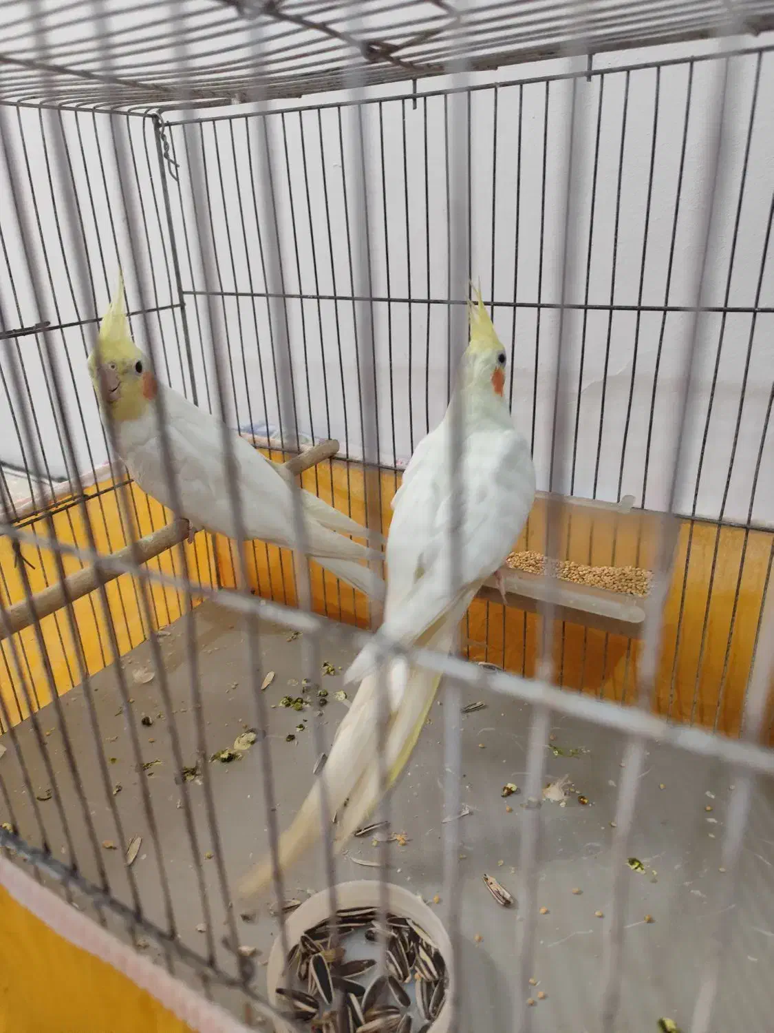 جفت عروس هلندی|پرنده|سیرجان, |دیوار