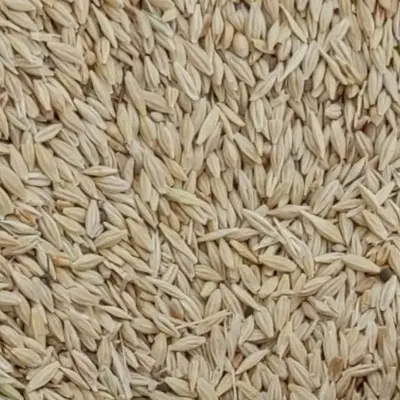 جو محلی|خدمات باغبانی و درختکاری|کوهدشت, |دیوار