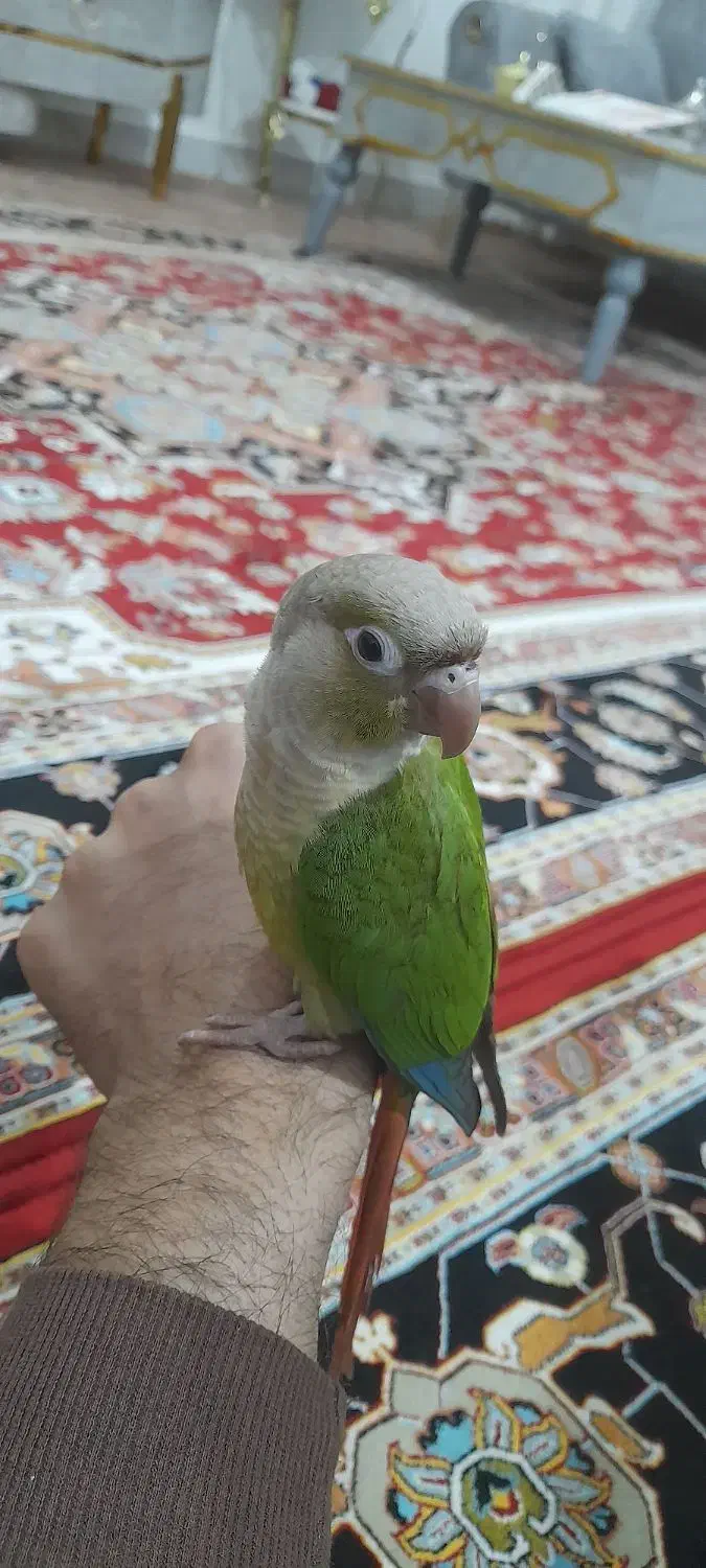 گرینچیک گمشده|حیوانات|تبریز, |دیوار