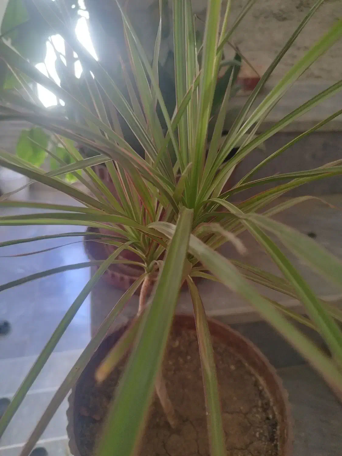 تعدادی گل طبیعی سرحال زیر قیمت|گل و گیاه طبیعی|یاسوج, |دیوار