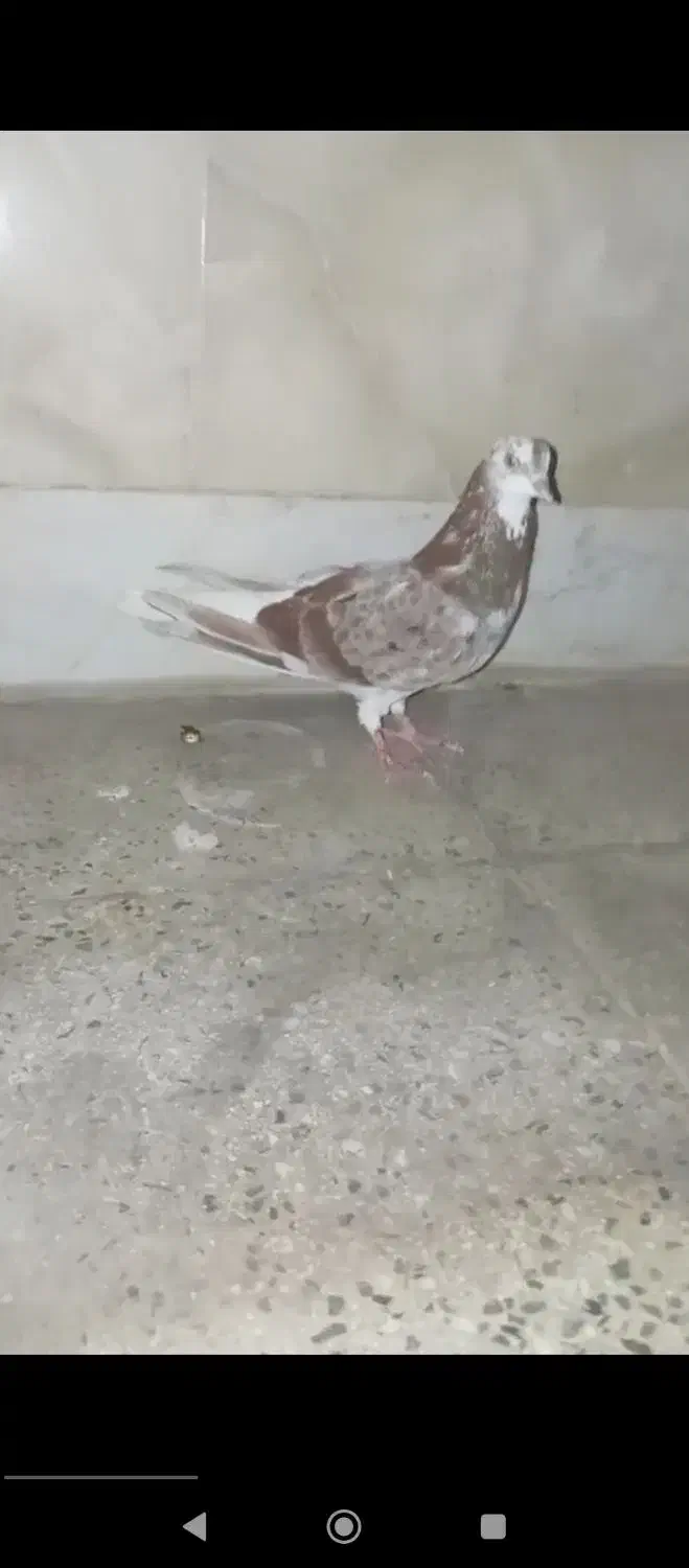 کبوتر رفته|پرنده|خرمدره, |دیوار