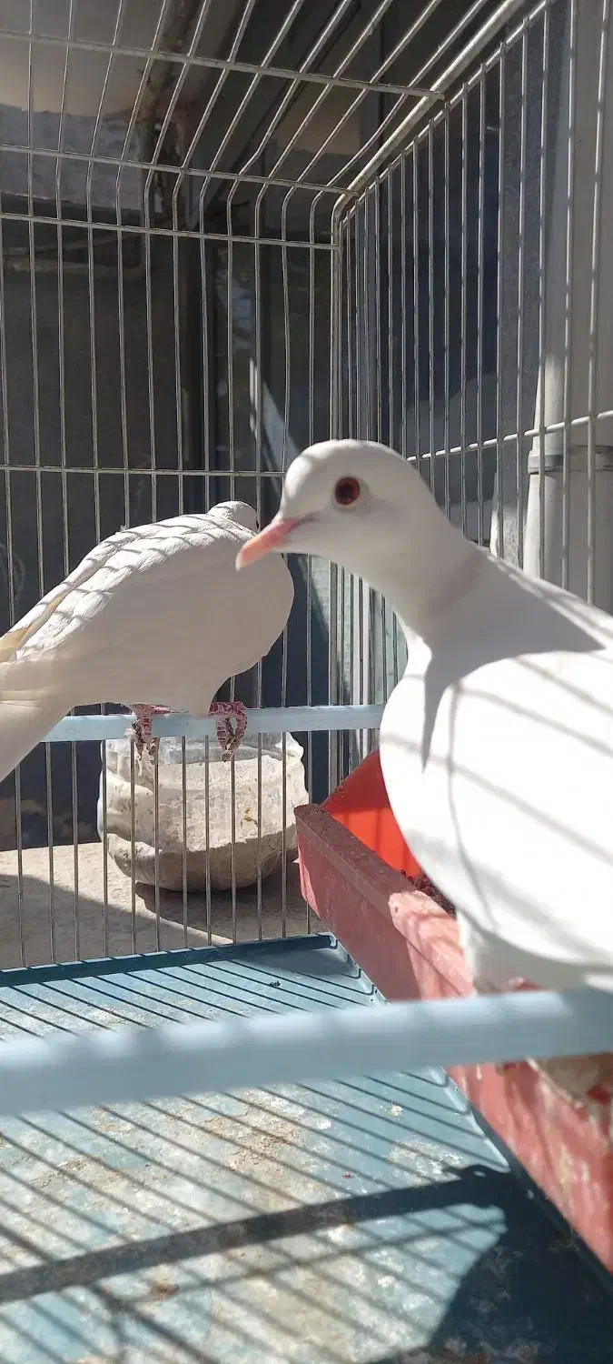 پرنده زینتی|پرنده|شهرکرد, |دیوار