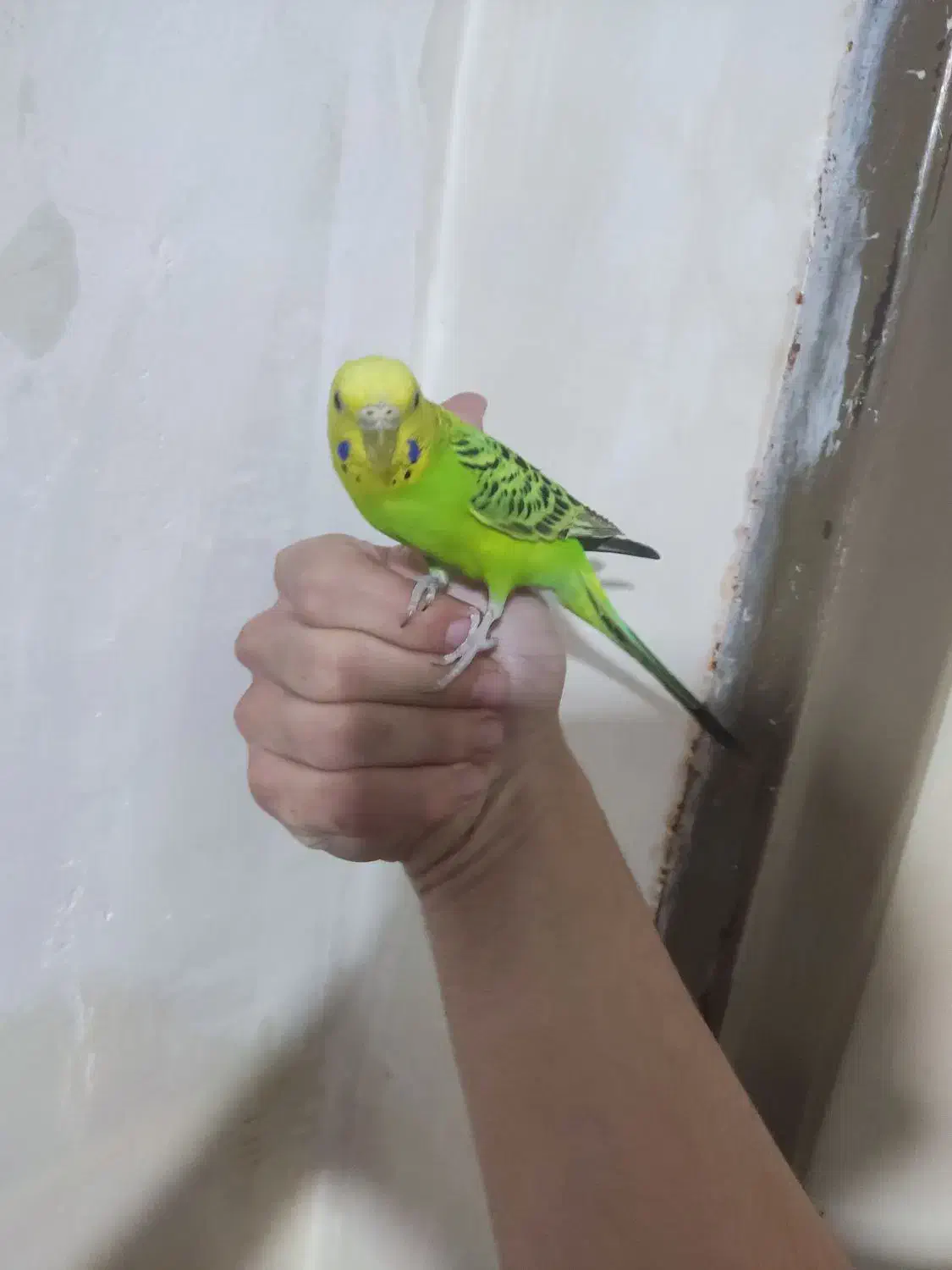 دو عدد مرغ عشق|پرنده|صوفیان, |دیوار