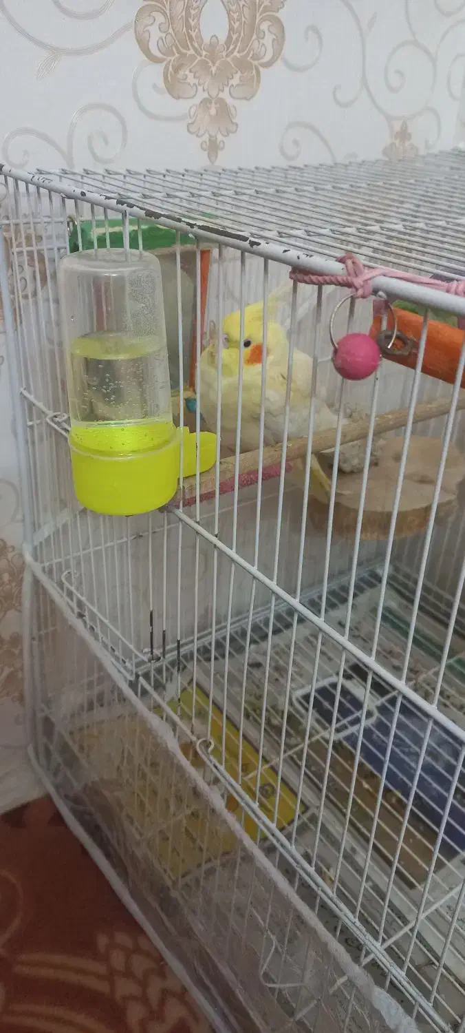 عروس هلندی ماده آماده|پرنده|مشهد, شهرک مطهری|دیوار